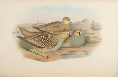 Pterocles coronatus